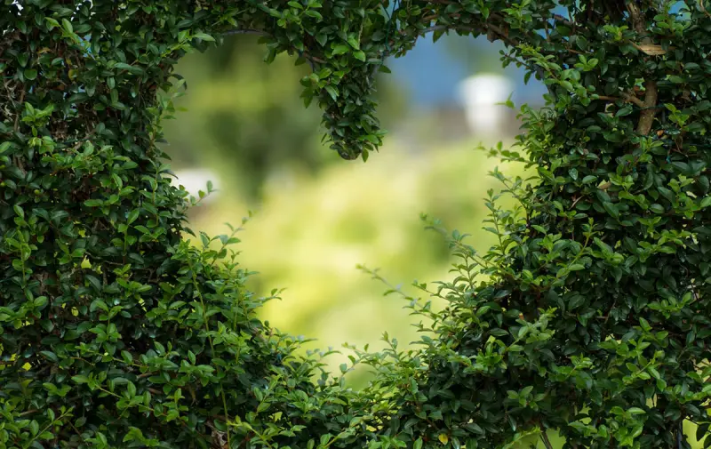 memy-environmental-ethos-hair-care-products600 Heart shape in a green, leafy hedge that symbolises Me & My Hair ethos.